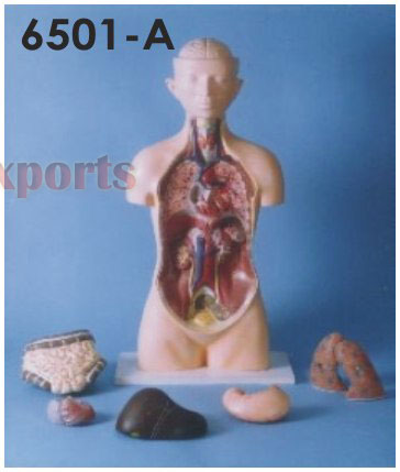HUMAN TORSO WITH HEAD